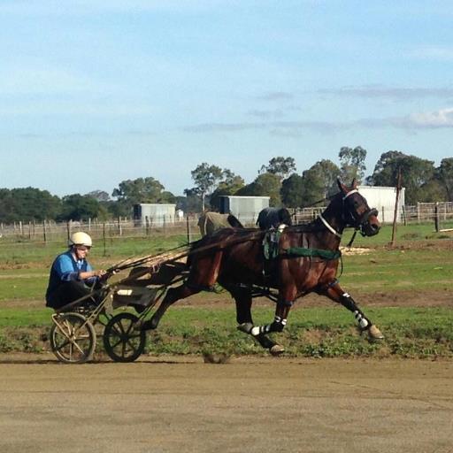 Harness racing trainer