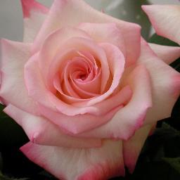 hna_lindas's profile picture. 