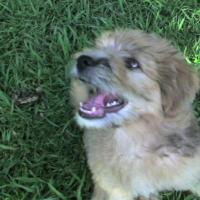 franca ravaziol (@francaravaz) 's Twitter Profile
