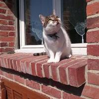 Bullit (@mattbullit) 's Twitter Profile Photo