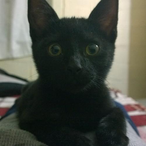 NesWestth's profile picture. 