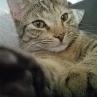 Leela the Cat(@leelacat) 's Twitter Profile Photo