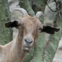 Tutaloco (@tutaloco) 's Twitter Profile