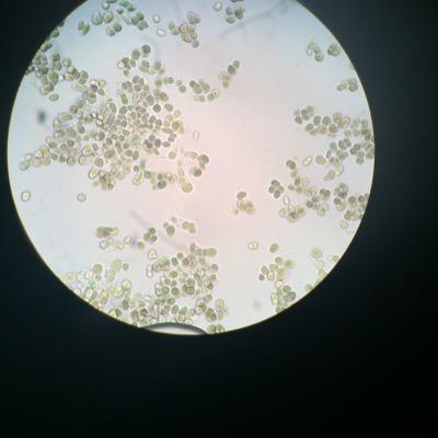 cyanostelle's profile picture. 