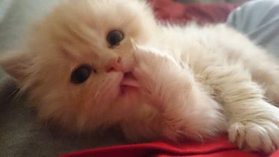 Shaikhah_KhM's profile picture. 