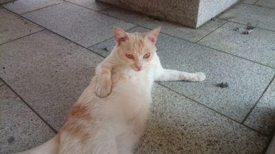 Dennyl_Yoshi's profile picture. 基本的に読んで楽しみます。