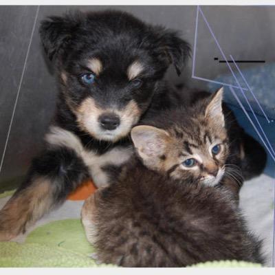 Pawsforapurpose's profile picture. 