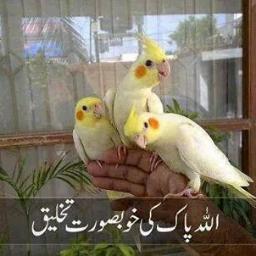 muhammedusmaniq's profile picture. 