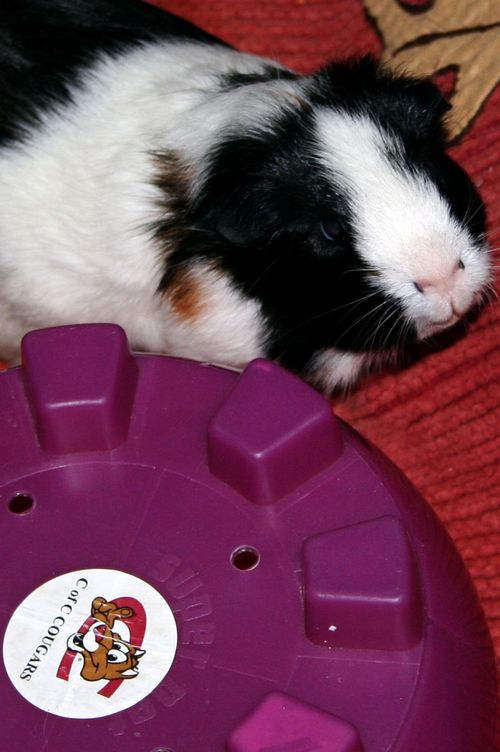 benignim's profile picture. 