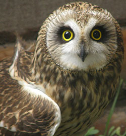 A wise old owl!!