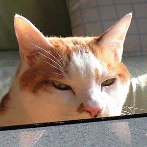 urawaneko's profile picture. レッズ。メタル。読書。猫。