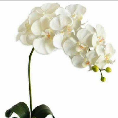 antonianobree's profile picture. 