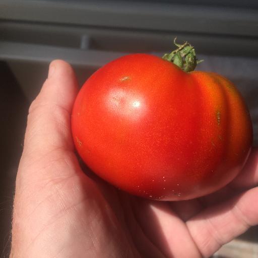 muteender's profile picture. Retired, Pan, Poet, Dog and Cat lover.