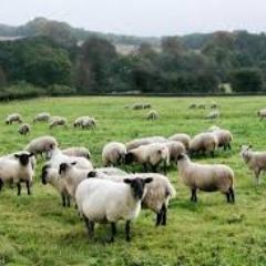 MontReposCapita's profile picture. 'More human than human' is our motto