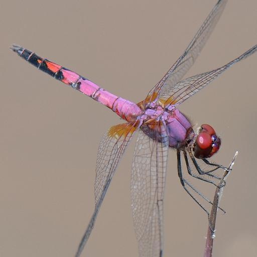 A bionomer explores species, the universes of life. My infinite quest is African dragonflies.