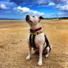 skyeles's profile picture. scientist. musician. writer (published short stories and poetry, novel published by Freight Books Aug 2016). staffy-rescuer