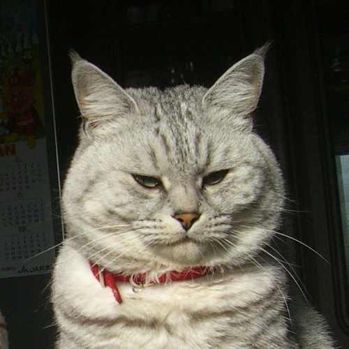 森キャスさんのプロフィール画像