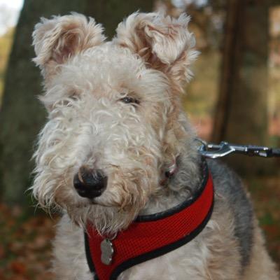 Brewer at Sharps Brewery , Kayaker and dog walker around Cornwall