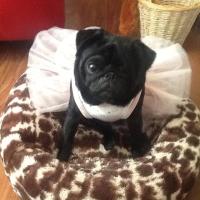 Mollie pug 2(@molliepug2) 's Twitter Profileg