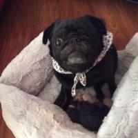 Mollie the Pug(@MolliePug) 's Twitter Profile Photo