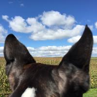 Harry Jones (@hejonz) 's Twitter Profile