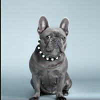 Blue Frenchie (@bluefrenchie1) 's Twitter Profile Photo Blue Frenchie (@bluefrenchie1) 's Twitter Profile Photo