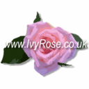 IvyRose Holistic - @IvyRoseHolistic - Twitter