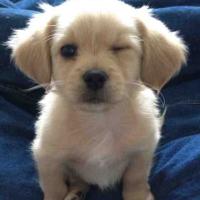 Animal Lovers (@_animallovers) 's Twitter Profile