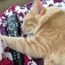 FluffytheCat (@lazyfluffykitty) Twitter profile photo FluffytheCat (@lazyfluffykitty) Twitter profile photo