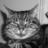 SkyTheCat's profile image