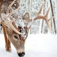 Deer's Head (@deershead1) 's Twitter Profile