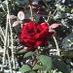Rosa Maria Nieves (@rosamarianieve6) Twitter profile photo Rosa Maria Nieves (@rosamarianieve6) Twitter profile photo