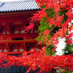 親日外国人は大好きです。しかし現状の日本に普通の日本人として当たり前に国を憂いています。未来永劫、世界の国々から尊敬される国、日本を愛する人たちの国であり続けてほしいと切に願っています。