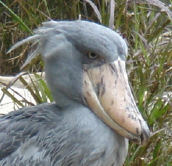 動物好きの'60年製のオヤジです。魚や爬虫類を飼育してます。動物は何でも好き。ゴルフも真面目にやってます。