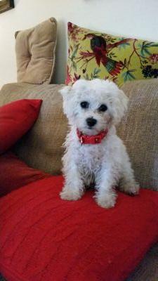 I'm a cockney bichon. I may look cute but I've got the bark of Kathy Burke and the bite of Ray Winstone. oh yeah, I fart a lot too.