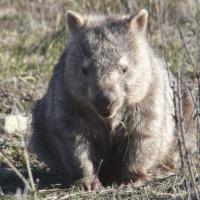 Lost Wombats(@LostWombats) 's Twitter Profile Photo