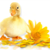 Ducks 'n a Row (@SineaPies) Twitter profile photo