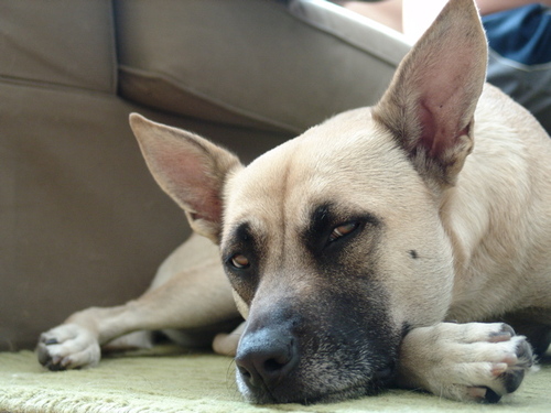Part Jindo, all sneaky