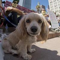 Dogs on Demos(@DogsOnDemos) 's Twitter Profile Photo