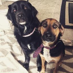 wethepups's profile picture. The life and times of Adele and Cooper