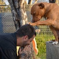Dog's Best Friend (@dogsbfdoco) 's Twitter Profile