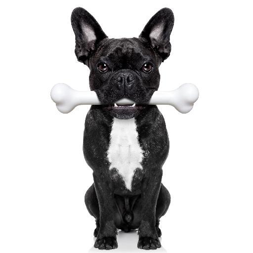 Send a personalized message on a bone to any dog (or human) in the world with http://t.co/BZu134svJk
