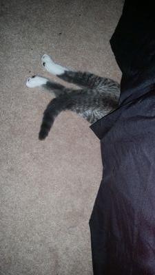 corrieleetweets's profile picture. Get on my level