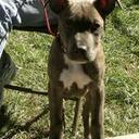 Carol DeWitt - @cjdtx - Twitter