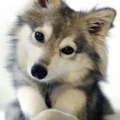 かわいい犬の画像と名言を定期的につぶやきます♪気にいったらRTお願いします(*˘︶˘*).｡.:*♡