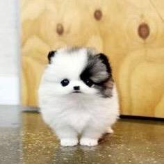DM me a picture and I'll find an animal that looks like you! please be patient