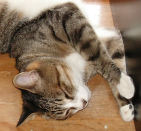 ksauzz's profile picture. ※いしのなかにいる※