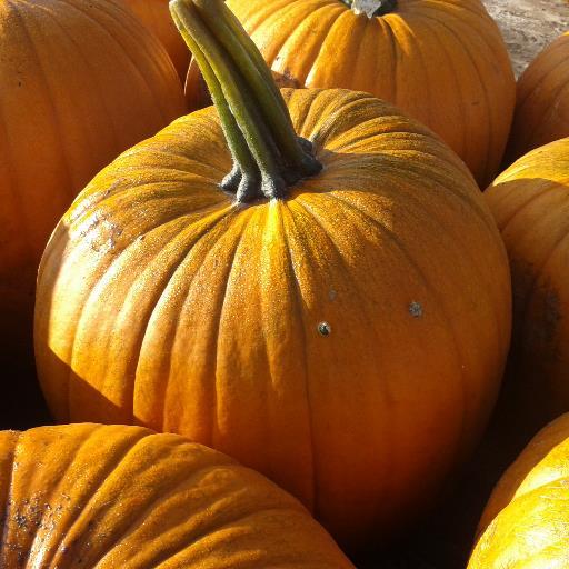 🎃Pompoenen Drenthe, Bedrijf.
Verkoop van meer dan 100 soorten Pompoen en Kalebassen. Voor Halloween, Decoratie en Consumptie.