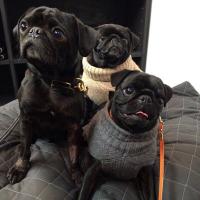 The lucky pugs(@missingdogs155) 's Twitter Profileg