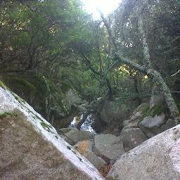 Reforestaciòn, amor por la naturaleza y por la salud del Planeta. Rimboschiamo il Pianeta. iscrivetevi! ;)  https://t.co/44YWGMseTp...